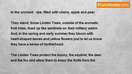 Anne Grote - The Linden Trees