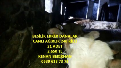 Video herunterladen: kars damızlık simental düve,kars damızlık simental inek,kars damızlık yerli buzağı,kars damızlık yerli dana,kars damızlık yerli hayvan,kars damızlık yerli holstein,kars damızlık yerli hoştayn,kars damızlık yerli inek,kars damızlık yerli montofon,kars