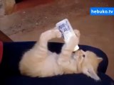 yatarak biberonundan süt içen kedinin keyfine diyecek yok :)