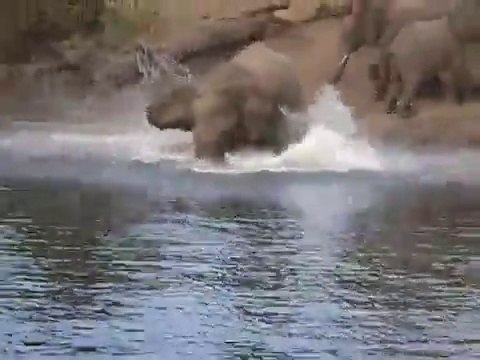 Elephant vs crocodile. Combat animal de dingue.