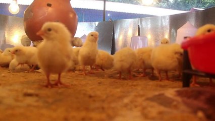 Visited poultry farm today and saw these cute chicks