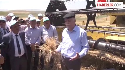 Hasat Bayramı - Şemsi Bayraktar -