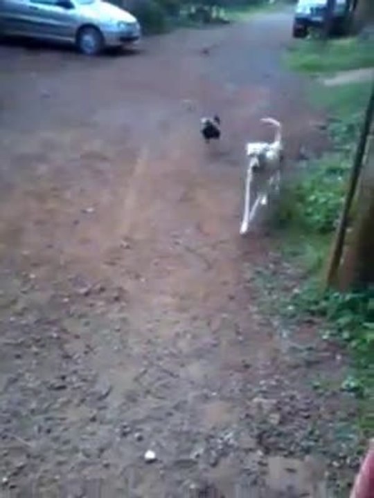 Dog vs Rooster