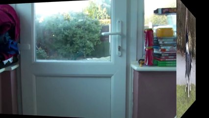 Alaskan Malamute howling