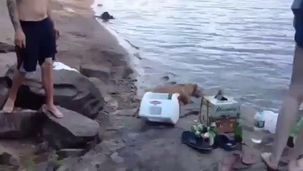 Sahibi Göle Atlayınca Korkudan Ağlayan Köpek