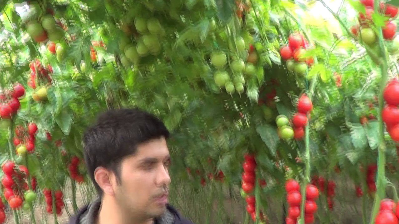 2013 Domates Serası - Antalya Demre - Emre Hacihaliloğulları