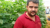 Salatalık Serası - Antalya Serik Yukarı Kocayatak - Mustafa Ak