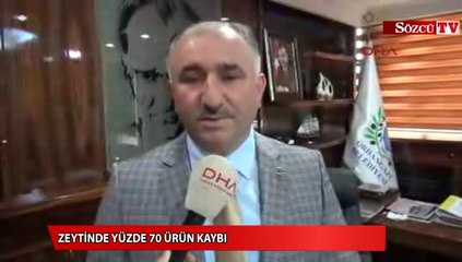 Zeytinde yüzde 70 ürün kaybı
