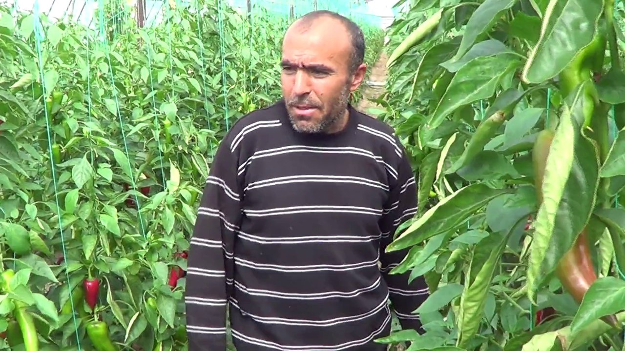 2013 Kapya  Biber - Serası - Kumluca Hacıveliler - Abdurrahman Eker