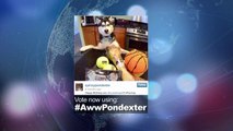 2014 NBA Social Media Awards 'Aww' Award Nominee - Quincy Pondexter