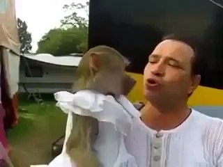 Crazy Baboon with Men