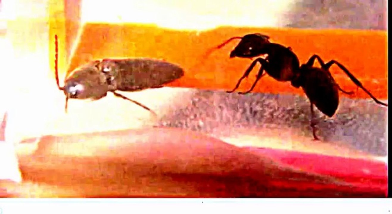 Ants vs Beetle Savage attack