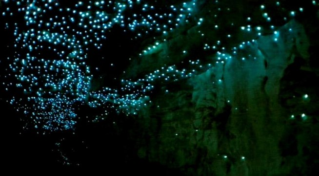 Küf Sineği Larvaları | Mağara Ateş Böcekleri