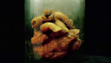 The Strain - Heart - Teaser Trailer HD