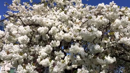 Mobile Capture Apr 12, 2014