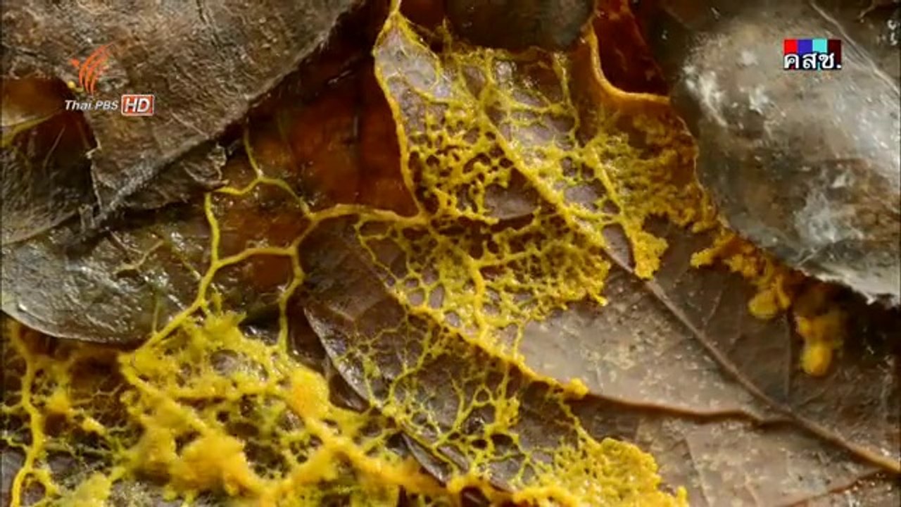 แดนแห่งธรรมชาติสุดขั้ว - ฤดูใบไม้ร่วง 5Jun14