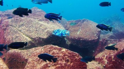 Malawi Gölü | Cikletlerin Dünyası