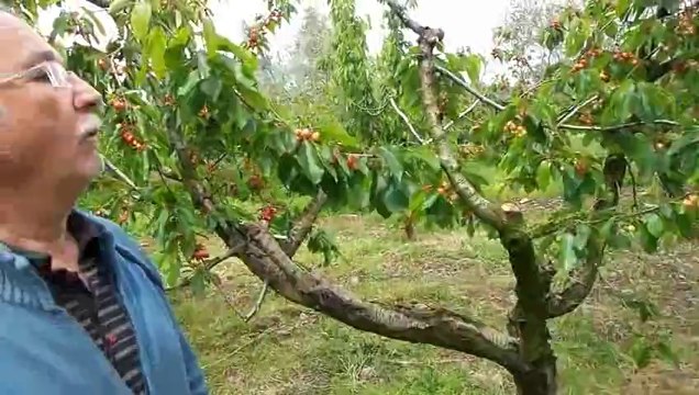 Kiraz Ağacı - İzmir Kemalpaşa - Necdet Öztabak