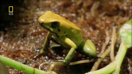 Zehirli Ok Kurbağası