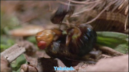 Büyük Sineğin Akılalmaz Üreme Taktiği