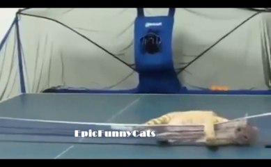 Funny Videos 2014, Funny Cats Video, Funny Cat Videos Ever, Funny Animals, Funny Fails 2014, Cute