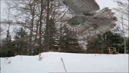 Worlds Deadliest -- Deadly Owl Attacking to Kill Rat - Best Owl Hunting