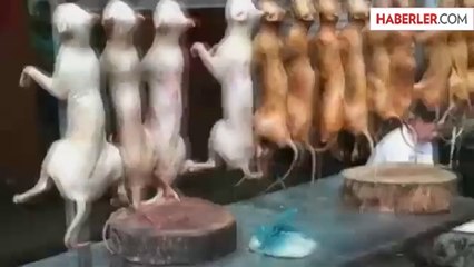 Çin'de Köpek Yeme Festivali