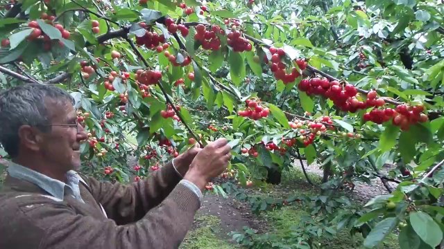 Kiraz Agacında Filizlenme - Kemalapaşa Bağyurdu Mustafa bey - Kiraz Yetiştiriciliği - Kiraz üretimi