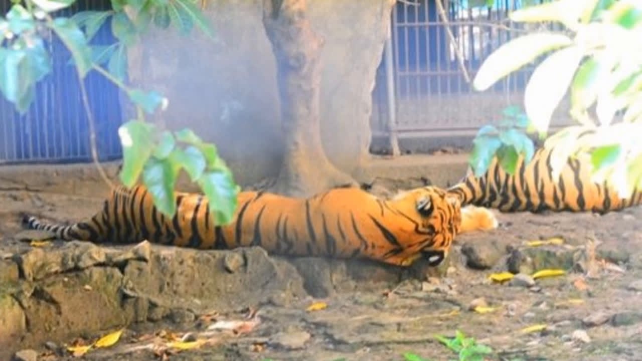 The Manila Zoo