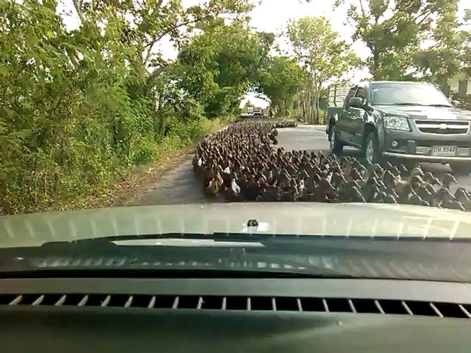 Un torrent de canards