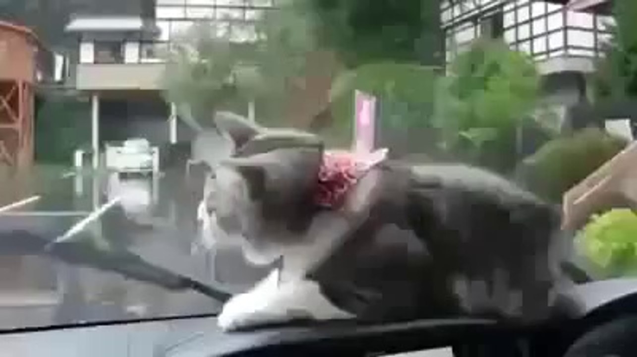 Confuse Cat by My Air Bell