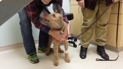 Un chien retrouve la vue et voit sa famille humaine pour la première fois!