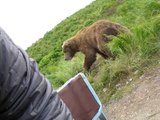 Terrifying Close Encounter With Alaskan Brown Bear