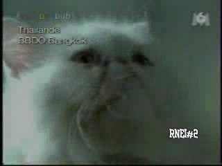 Rien n'est impossible#2 - Sport&Chat