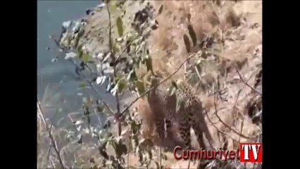 Piton ve leopar karşı karşıya gelirse...