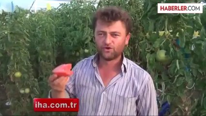 Kiloluk Pembe Domates Seraların Gözdesi Oldu