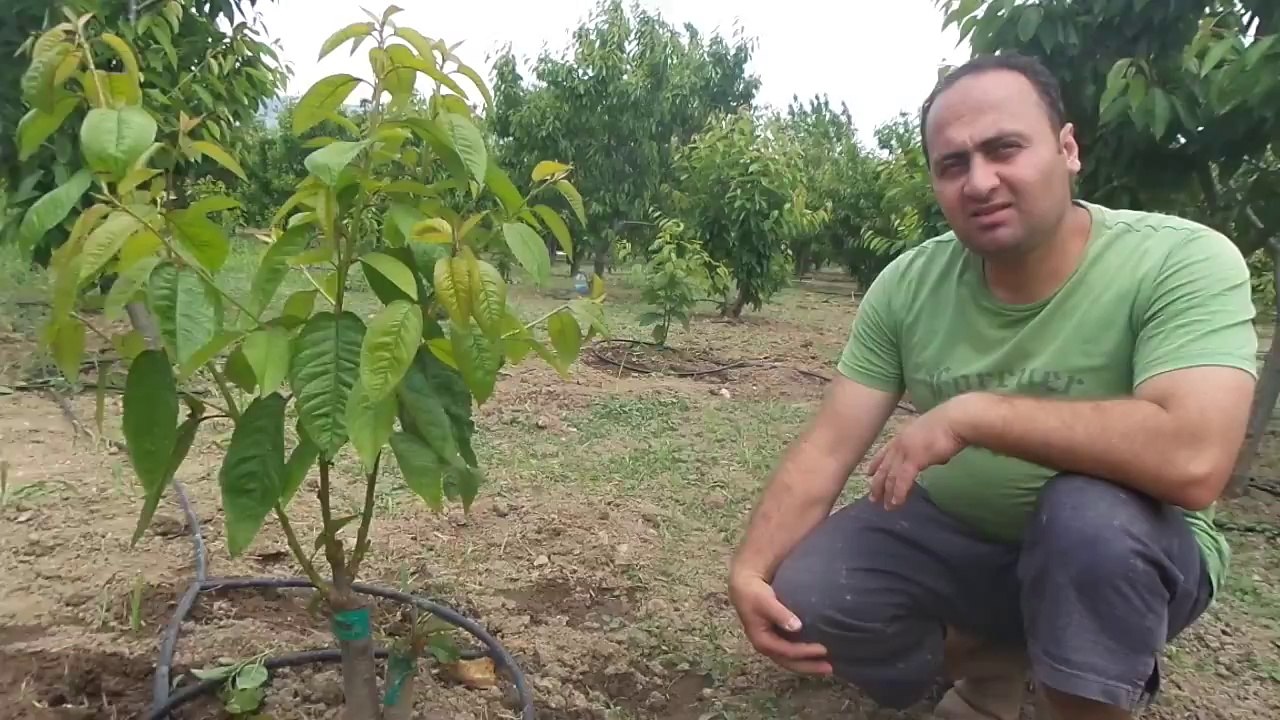 Kuruyan Kiraz Aşısı - Kemalpaşa - Hakan Solmaz