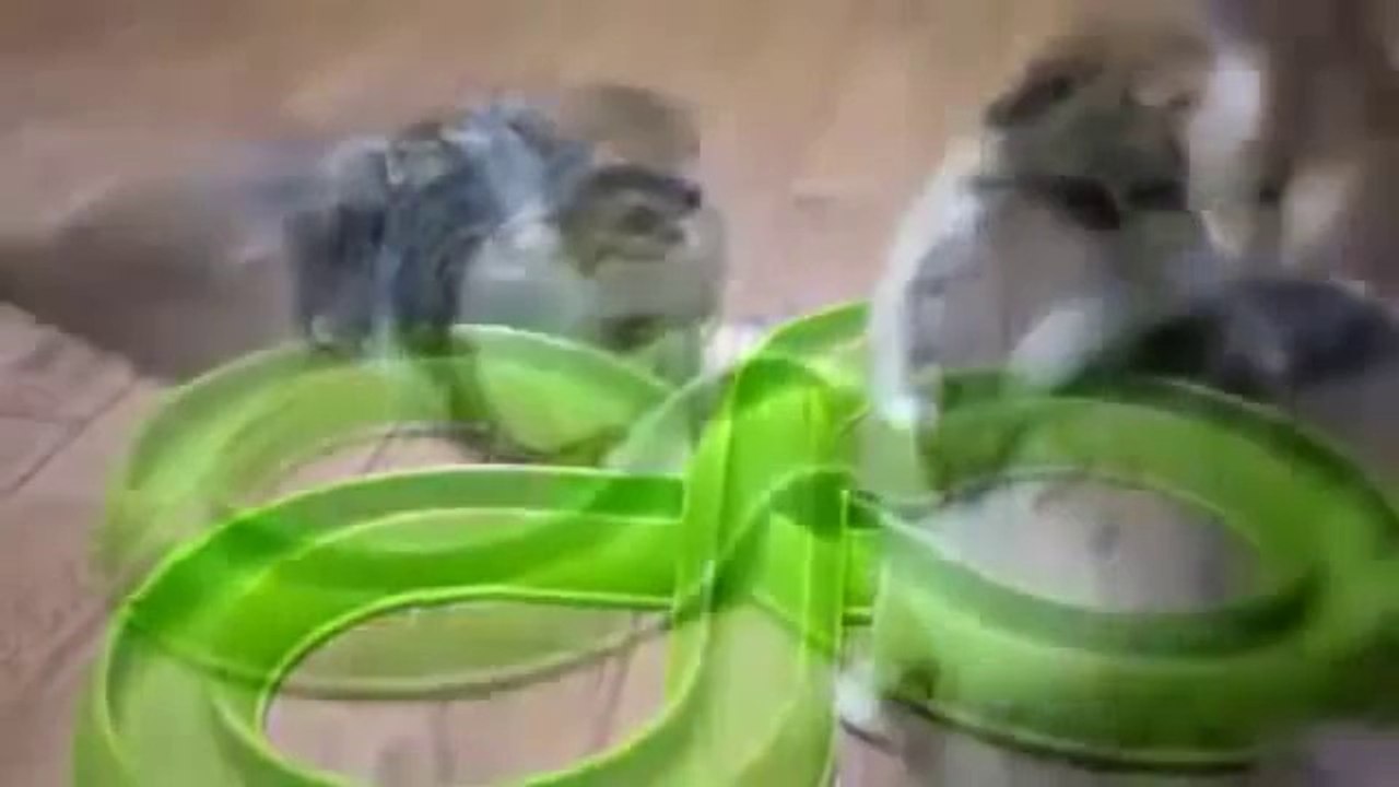 кошки