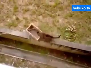 ikinci kattan kedi beslemenin en kolay yolunu bulmuşlar! izleyin..