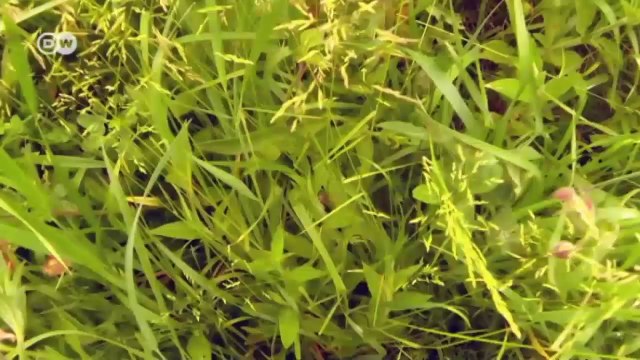 Germany: Rescuing the Fawns | European Journal