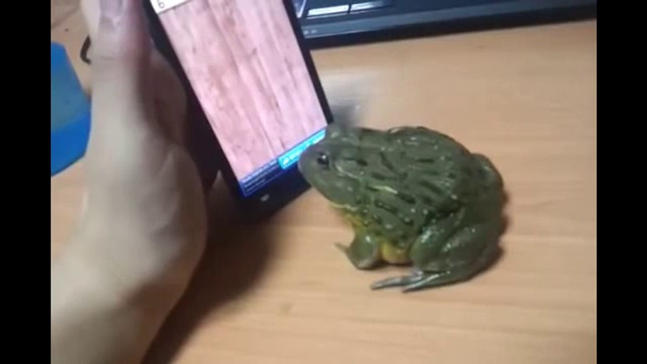 Pacman Frog catch some touch screen bugs!