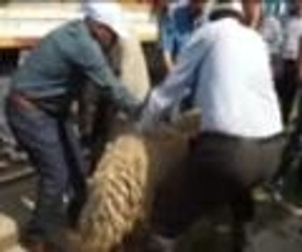 Damızlık koçları otomobille taşıdı