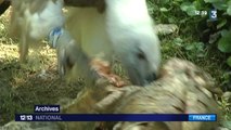 Les vautours, nouveaux ennemis des bergers des Pyrénées