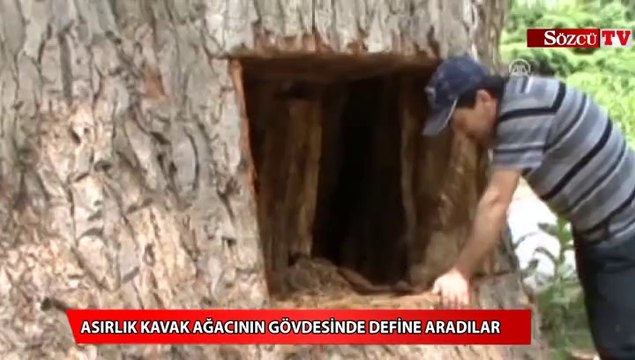 Asırlık kavak ağacının gövdesinde define aradılar