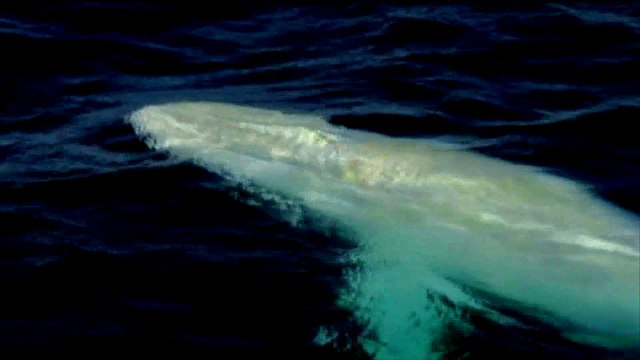 Les images d'une rare baleine albinos