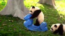 Adorable PANDA Fails compilation. Cutest thing in the world