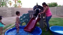 Hilarious Dogs and puppies on Water Slides - Compilation 2014