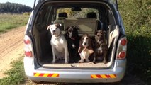 Well Behaved Dogs Exit Car One By One