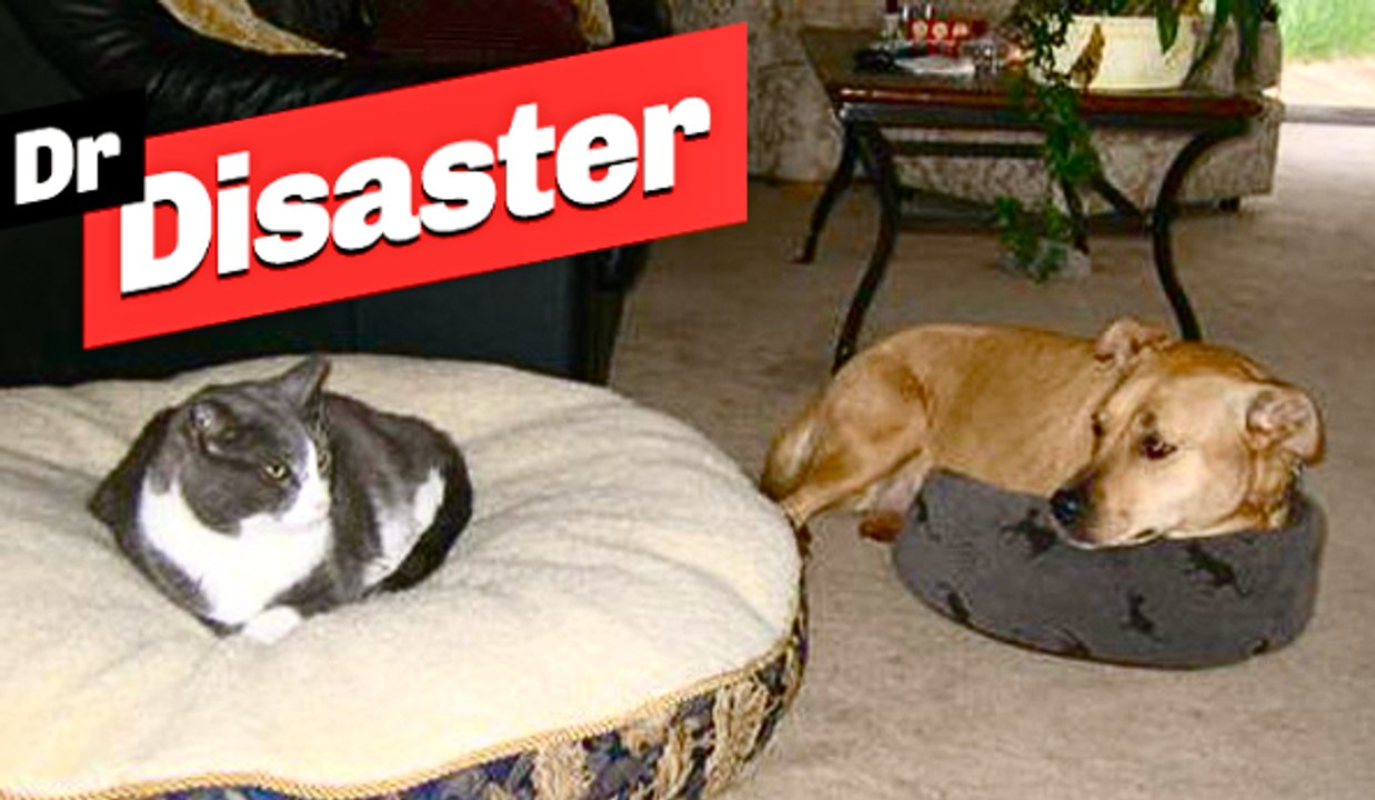 Quand les chats piquent les panier des chiens / Dr disaster