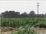 تآكل الأراضي الزراعية بمصر بفعل الزحف العمراني